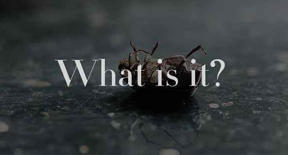 如何判斷網站原創(chuàng)文章是令客戶喜歡的優(yōu)質內容